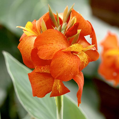 Canna Cannova Orange Bulbs Perennial Growing Bonsai Roots Rhizomes Corms Tubers Potted Planting Reblooming Fragrant Garden Species Blooms Flower Seeds Plant Gardening