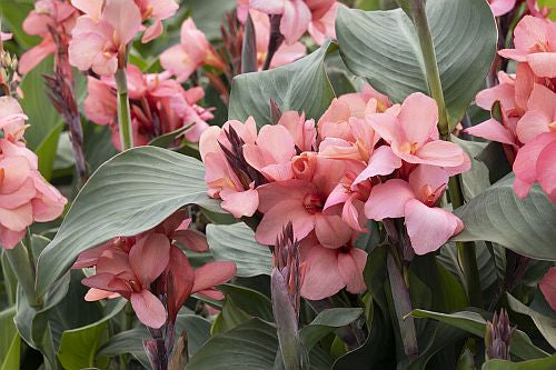 Canna Cannova Mango Bulbs Perennial Growing Bonsai Roots Rhizomes Corms Tubers Potted Planting Reblooming Fragrant Garden Species Blooms Flower Seeds Plant Gardening