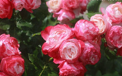 Dolcezza Rose Seedlings Flower Seeds Perennial Growing Bonsai Corms Tubers Potted Planting Reblooming Fragrant Garden Roots Rhizomes Species Blooms Plant Bulbs Gardening Tree