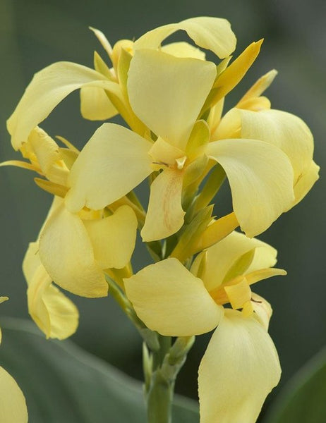 Canna Cannova Lemon Bulbs Perennial Growing Bonsai Roots Rhizomes Corms Tubers Potted Planting Reblooming Fragrant Garden Species Blooms Flower Seeds Plant Gardening