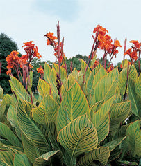 Canna  Variegated Rhizomes Bulbs Perennial Growing Bonsai Roots Rhizomes Corms Tubers Potted Planting Reblooming Fragrant Garden Species Blooms Flower Seeds Plant Gardening