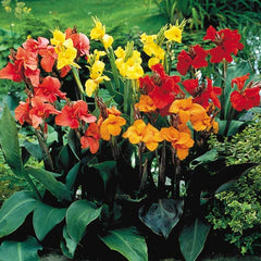 Canna Tropical summer mix Bulbs Perennial Growing Bonsai Roots Rhizomes Corms Tubers Potted Planting Reblooming Fragrant Garden Species Blooms Flower Seeds Plant Gardening