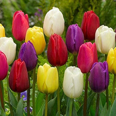 Finola Double Tulip 2 Bulbs Flower Bulbs Peony Tulips Fragrant Spring May Flowers