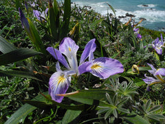 Iris Douglasiana Herbert Bearded Iris Species Growing Bonsai Bulbs Roots Rhizomes Corms Tubers Potted Planting Reblooming Fragrant Garden Flower Seeds Plant
