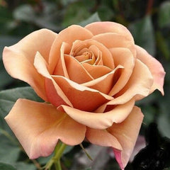 Light Brown Rose Seedlings Flower Seeds Perennial Growing Bonsai Corms Tubers Potted Planting Reblooming Fragrant Garden Roots Rhizomes Species Blooms Plant Bulbs Gardening Tree - Seedsplant