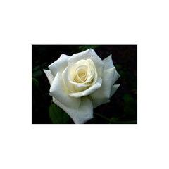 White Rose Seedlings Flower Seeds Perennial Growing Bonsai Corms Tubers Potted Planting Reblooming Fragrant Garden Roots Rhizomes Species Blooms Plant Bulbs Gardening Tree