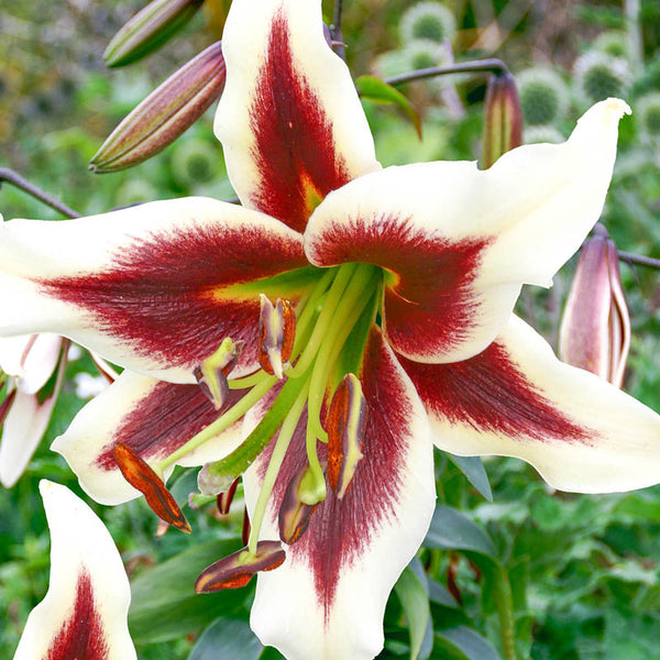 Deer Resistant Container Lily Blooms Species Growing Bonsai Bulbs Roots Rhizomes Corms Tubers Potted Planting Reblooming Fragrant Garden Flower Seeds Plant