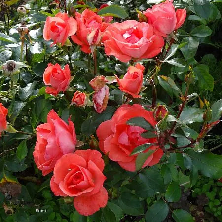 Iguana Rose Seedlings Flower Seeds Perennial Growing Bonsai Corms Tubers Potted Planting Reblooming Fragrant Garden Roots Rhizomes Species Blooms Plant Bulbs Gardening Tree