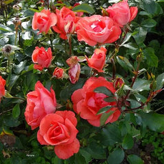 Iguana Rose Seedlings Flower Seeds Perennial Growing Bonsai Corms Tubers Potted Planting Reblooming Fragrant Garden Roots Rhizomes Species Blooms Plant Bulbs Gardening Tree