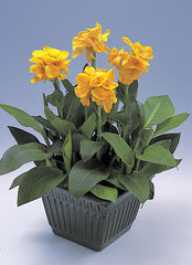 Canna Tropical summer mix Bulbs Perennial Growing Bonsai Roots Rhizomes Corms Tubers Potted Planting Reblooming Fragrant Garden Species Blooms Flower Seeds Plant Gardening