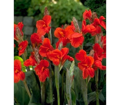 Canna Lily Red Bulbs The President Red Canna Rhizomes   Perennial Growing Bonsai Roots Rhizomes Corms Tubers Potted Planting Reblooming Fragrant Garden Species Blooms Flower Seeds Plant Gardening - Seedsplant