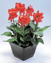 Seedsplant A012 Canna Bulbs Perennial Growing Bonsai Roots Rhizomes Corms Tubers Potted Planting Reblooming Fragrant Garden Species Blooms Flower Seeds Plant Gardening