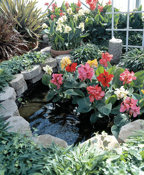 Seedsplant A045 Canna Bulbs Perennial Growing Bonsai Roots Rhizomes Corms Tubers Potted Planting Reblooming Fragrant Garden Species Blooms Flower Seeds Plant Gardening