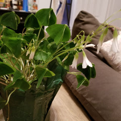 Green O Sorrel Oxalis Bulbs Wood Shamrock Perennial Growing Bonsai Roots Rhizomes Corms Tubers Potted Planting Reblooming Fragrant Garden Species Blooms Flower Seeds Plant Gardening