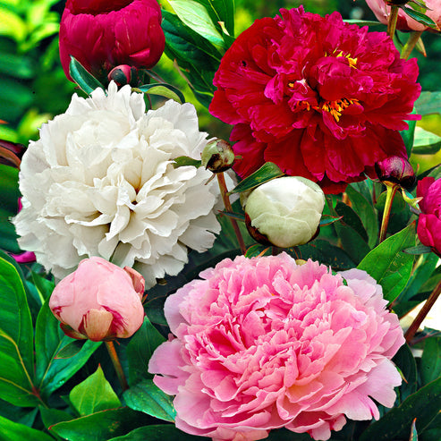 Red Charm Rose Seedlings Flower Seeds Perennial Growing Bonsai Corms Tubers Potted Planting Reblooming Fragrant Garden Roots Rhizomes Species Blooms Plant Bulbs Gardening Tree - Seedsplant