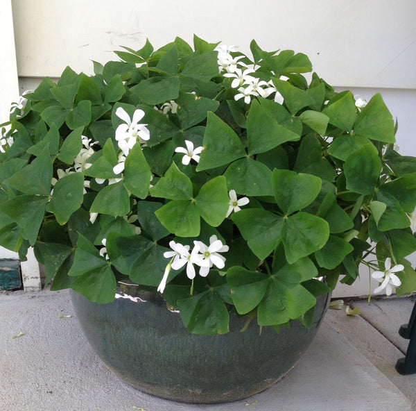 Green O Sorrel Oxalis Bulbs Wood Shamrock Perennial Growing Bonsai Roots Rhizomes Corms Tubers Potted Planting Reblooming Fragrant Garden Species Blooms Flower Seeds Plant Gardening