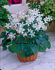 Green O Sorrel Oxalis Bulbs Wood Shamrock Perennial Growing Bonsai Roots Rhizomes Corms Tubers Potted Planting Reblooming Fragrant Garden Species Blooms Flower Seeds Plant Gardening