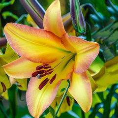 Spotlight Lily Tree Collection Lily Blooms Species Growing Bonsai Bulbs Roots Rhizomes Corms Tubers Potted Planting Reblooming Fragrant Garden Flower Seeds Plant - Seedsplant