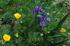 Iris Douglasiana Herbert Bearded Iris Species Growing Bonsai Bulbs Roots Rhizomes Corms Tubers Potted Planting Reblooming Fragrant Garden Flower Seeds Plant