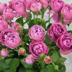 Mysterious Rose Seedlings Flower Seeds Perennial Growing Bonsai Corms Tubers Potted Planting Reblooming Fragrant Garden Roots Rhizomes Species Blooms Plant Bulbs Gardening Tree