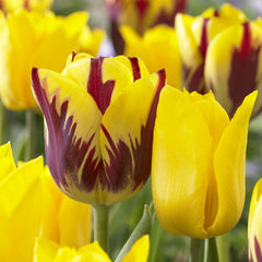 Companion Collection Tulip Bulbs Blooms Species Growing Bonsai Roots Rhizomes Corms Tubers Potted Planting Reblooming Fragrant Garden Flower Seeds Plant