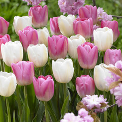 Companion Collection Tulip Bulbs Blooms Species Growing Bonsai Roots Rhizomes Corms Tubers Potted Planting Reblooming Fragrant Garden Flower Seeds Plant