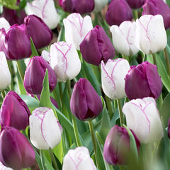 Companion Collection Tulip Bulbs Blooms Species Growing Bonsai Roots Rhizomes Corms Tubers Potted Planting Reblooming Fragrant Garden Flower Seeds Plant