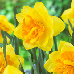 Narcissus UK Grown Collection Daffodil Narcissus Bulbs Blooms Species Growing Bonsai Roots Rhizomes Corms Tubers Potted Planting Reblooming Fragrant Garden Flower Seeds Plant - Seedsplant