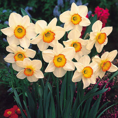 Narcissus UK Grown Collection Daffodil Narcissus Bulbs Blooms Species Growing Bonsai Roots Rhizomes Corms Tubers Potted Planting Reblooming Fragrant Garden Flower Seeds Plant - Seedsplant