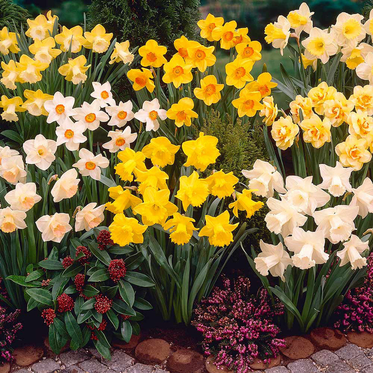 Narcissus UK Grown Collection Daffodil Narcissus Bulbs Blooms Species Growing Bonsai Roots Rhizomes Corms Tubers Potted Planting Reblooming Fragrant Garden Flower Seeds Plant - Seedsplant