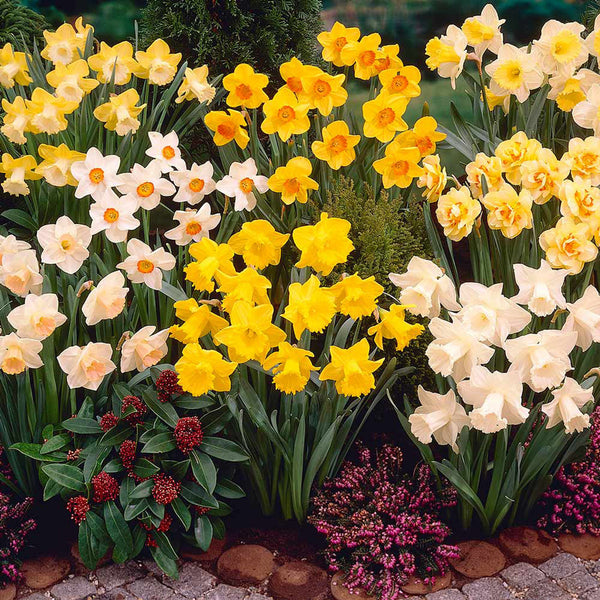 Narcissus UK Grown Collection Daffodil Narcissus Bulbs Blooms Species Growing Bonsai Roots Rhizomes Corms Tubers Potted Planting Reblooming Fragrant Garden Flower Seeds Plant