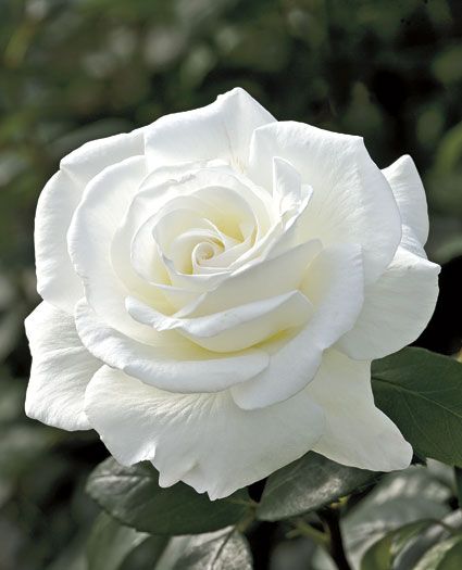 Double White Plant Seedlings Flower Seeds Perennial Growing Bonsai Corms Tubers Potted Planting Reblooming Fragrant Garden Roots Rhizomes Species Blooms Bulbs Gardening Tree