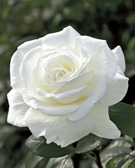 Double White Plant Seedlings Flower Seeds Perennial Growing Bonsai Corms Tubers Potted Planting Reblooming Fragrant Garden Roots Rhizomes Species Blooms Bulbs Gardening Tree