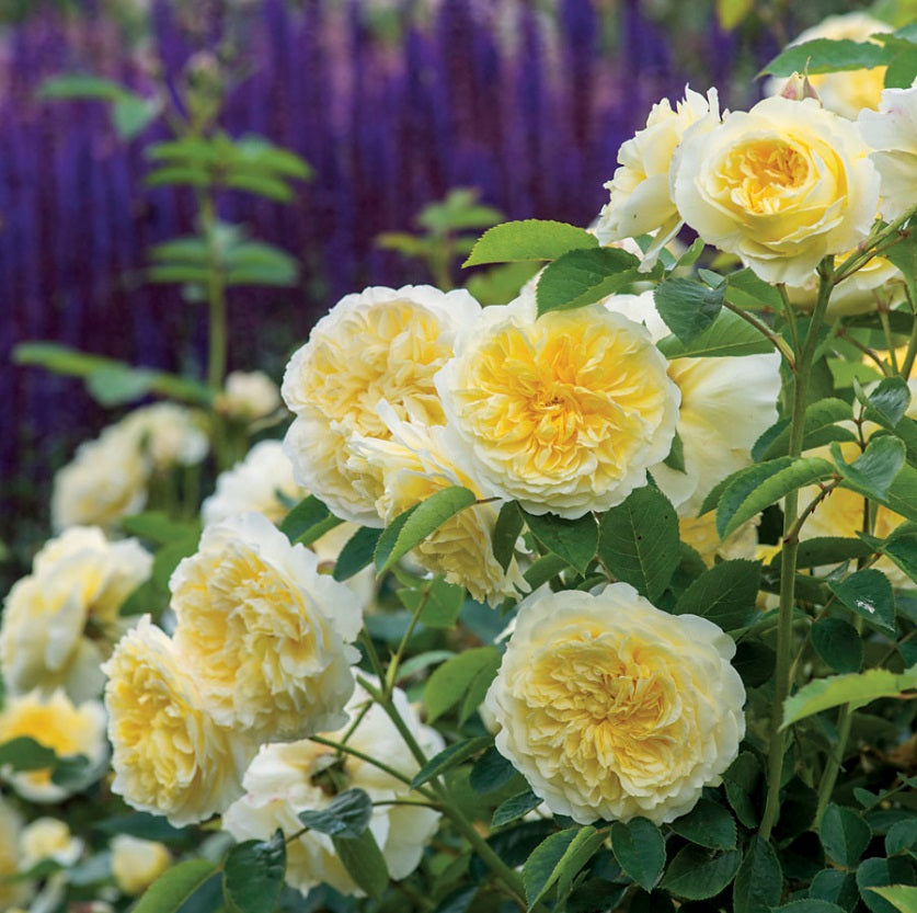 Bi Color Yellow Rose Seedlings Flower Seeds Perennial Growing Bonsai Corms Tubers Potted Planting Reblooming Fragrant Garden Roots Rhizomes Species Blooms Plant Bulbs Gardening Tree - Seedsplant