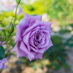 Light Purple Seedlings Flower Seeds Perennial Growing Bonsai Corms Tubers Potted Planting Reblooming Fragrant Garden Roots Rhizomes Species Blooms Plant Bulbs Gardening Tree - Seedsplant