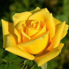 Bright Yellow Rose Seedlings Flower Seeds Perennial Growing Bonsai Corms Tubers Potted Planting Reblooming Fragrant Garden Roots Rhizomes Species Blooms Plant Bulbs Gardening Tree