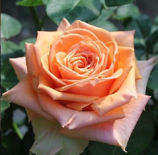 Light Orange Rose Seedlings Flower Seeds Perennial Growing Bonsai Corms Tubers Potted Planting Reblooming Fragrant Garden Roots Rhizomes Species Blooms Plant Bulbs Gardening Tree - Seedsplant