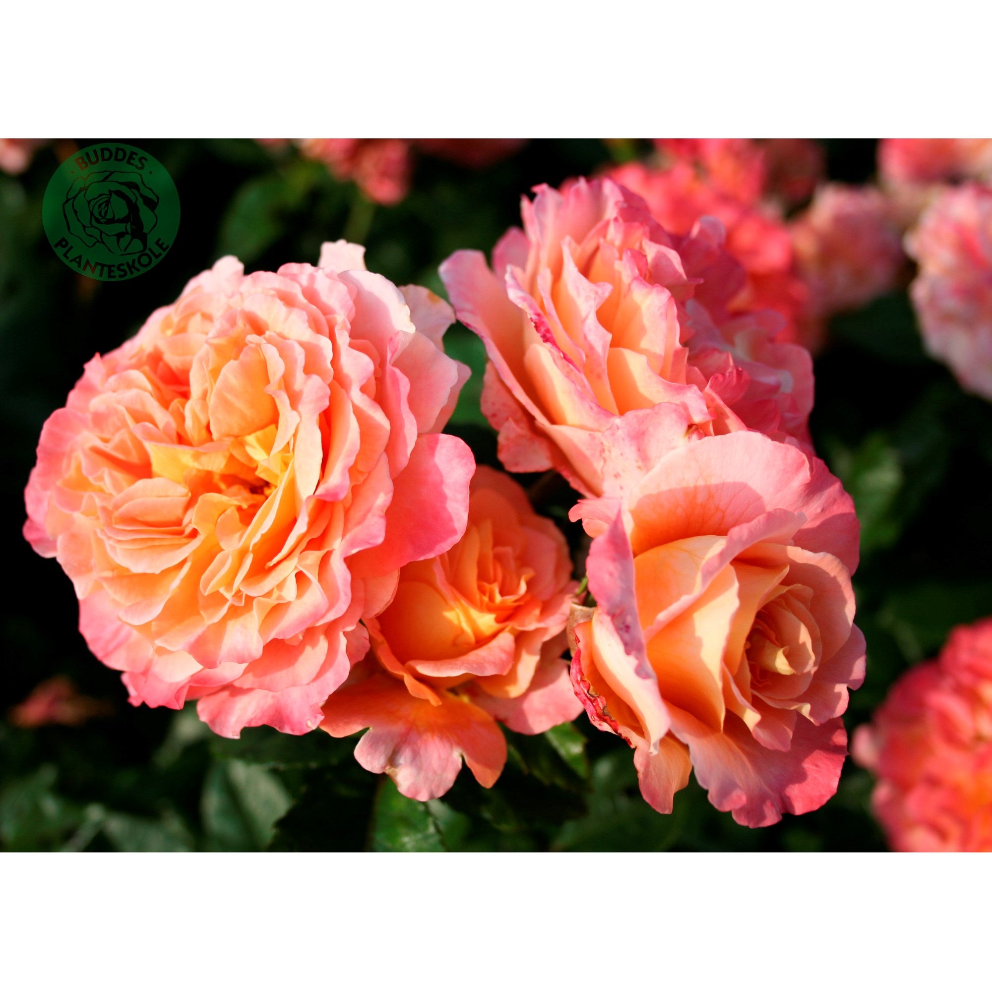 Augusta Luise Rose Seedlings Flower Seeds Perennial Growing Bonsai Corms Tubers Potted Planting Reblooming Fragrant Garden Roots Rhizomes Species Blooms Plant Bulbs Gardening Tree - Seedsplant
