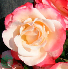 Nostalgie Rose Seedlings Flower Seeds Perennial Growing Bonsai Corms Tubers Potted Planting Reblooming Fragrant Garden Roots Rhizomes Species Blooms Plant Bulbs Gardening Tree - Seedsplant