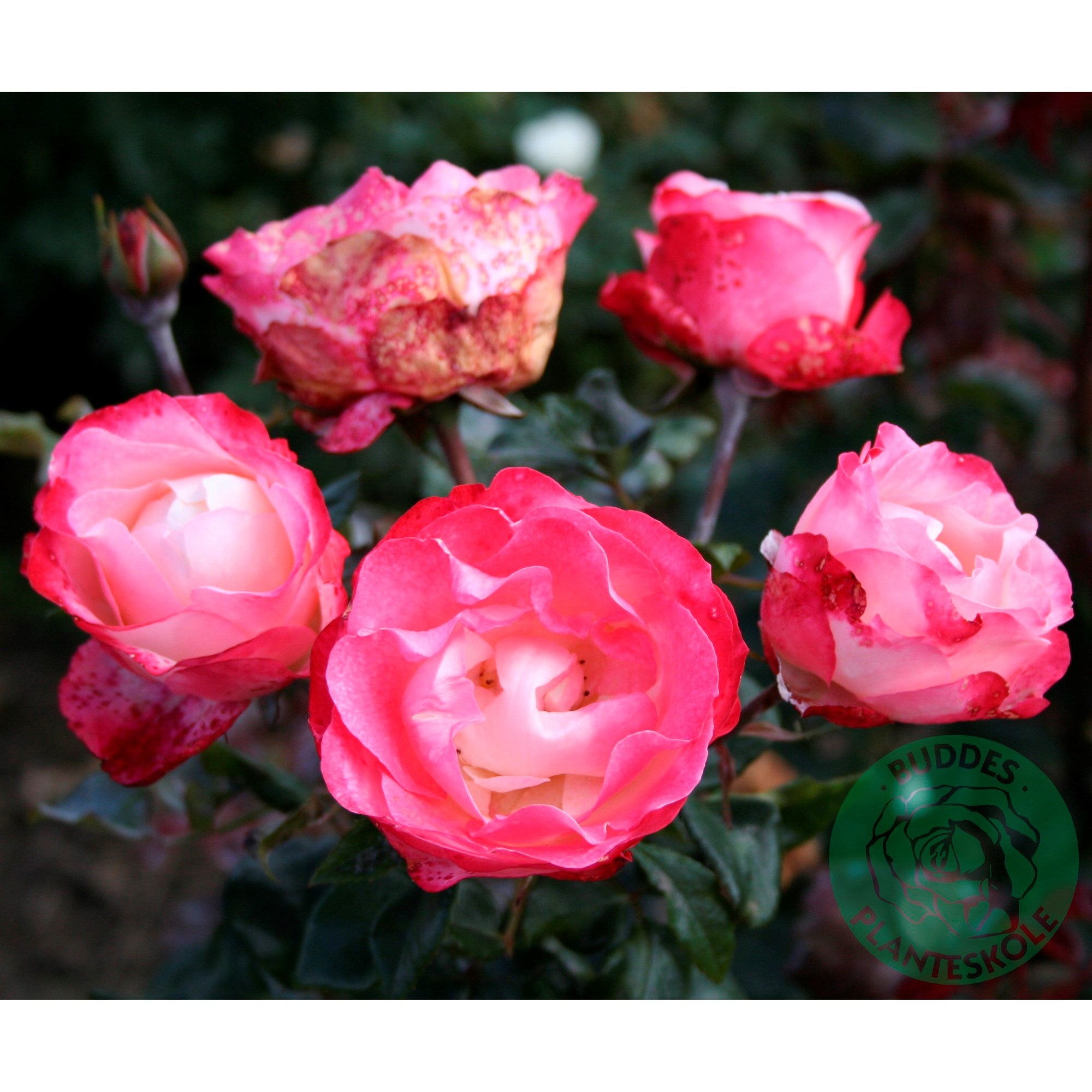 Nostalgie Rose Seedlings Flower Seeds Perennial Growing Bonsai Corms Tubers Potted Planting Reblooming Fragrant Garden Roots Rhizomes Species Blooms Plant Bulbs Gardening Tree - Seedsplant
