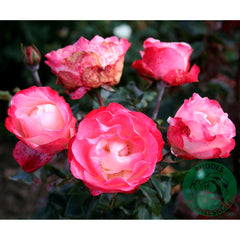 Nostalgie Rose Seedlings Flower Seeds Perennial Growing Bonsai Corms Tubers Potted Planting Reblooming Fragrant Garden Roots Rhizomes Species Blooms Plant Bulbs Gardening Tree - Seedsplant