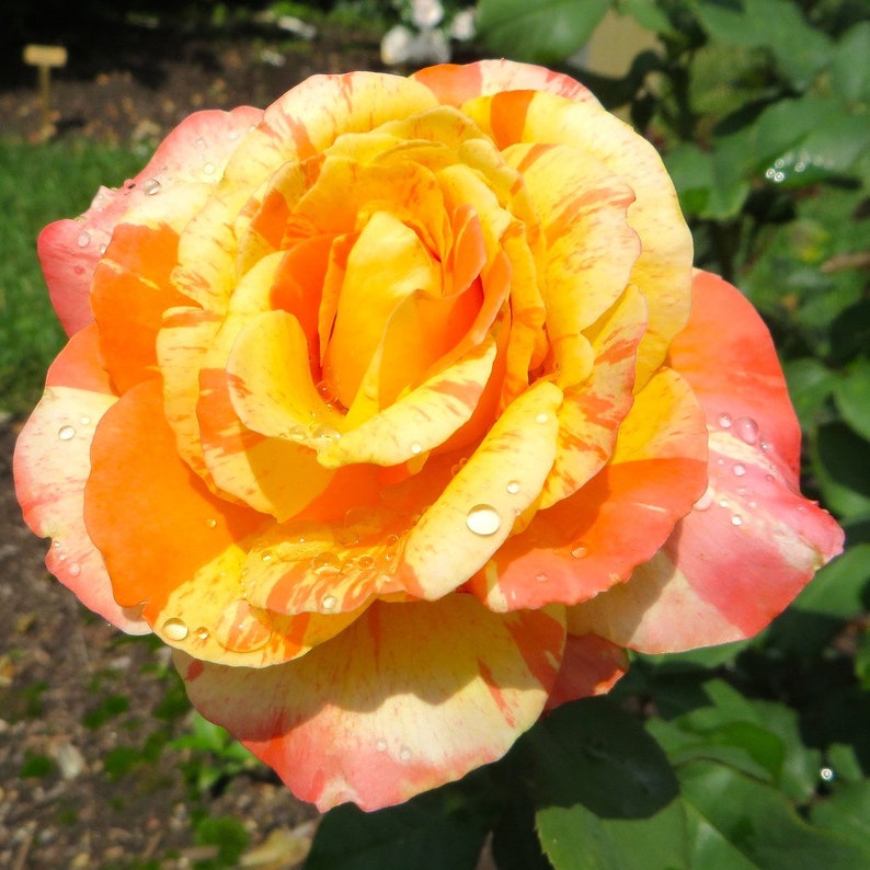 Orange Yellow Spotted Rose Seedlings Flower Seeds Perennial Growing Bonsai Corms Tubers Potted Planting Reblooming Fragrant Garden Roots Rhizomes Species Blooms Plant Bulbs Gardening Tree