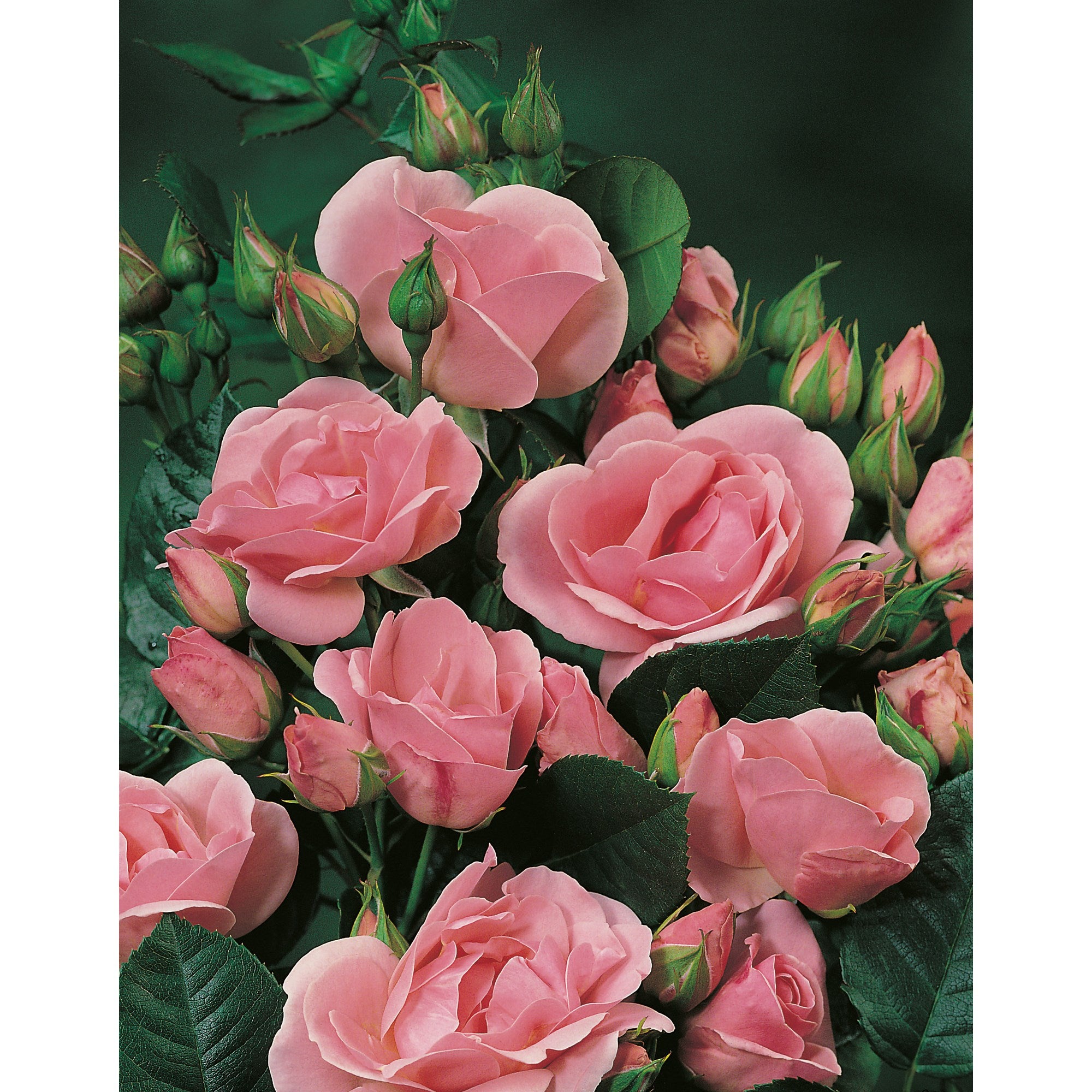 Pink Rose Plant Seedlings Flower Seeds Perennial Growing Bonsai Corms Tubers Potted Planting Reblooming Fragrant Garden Roots Rhizomes Species Blooms Bulbs Gardening Tree - Seedsplant