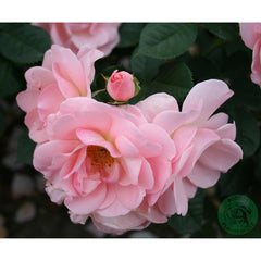 Pink Rose Plant Seedlings Flower Seeds Perennial Growing Bonsai Corms Tubers Potted Planting Reblooming Fragrant Garden Roots Rhizomes Species Blooms Bulbs Gardening Tree - Seedsplant