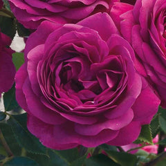 Double Magenta Seedlings Flower Seeds Perennial Growing Bonsai Corms Tubers Potted Planting Reblooming Fragrant Garden Roots Rhizomes Species Blooms Plant Bulbs Gardening Tree - Seedsplant