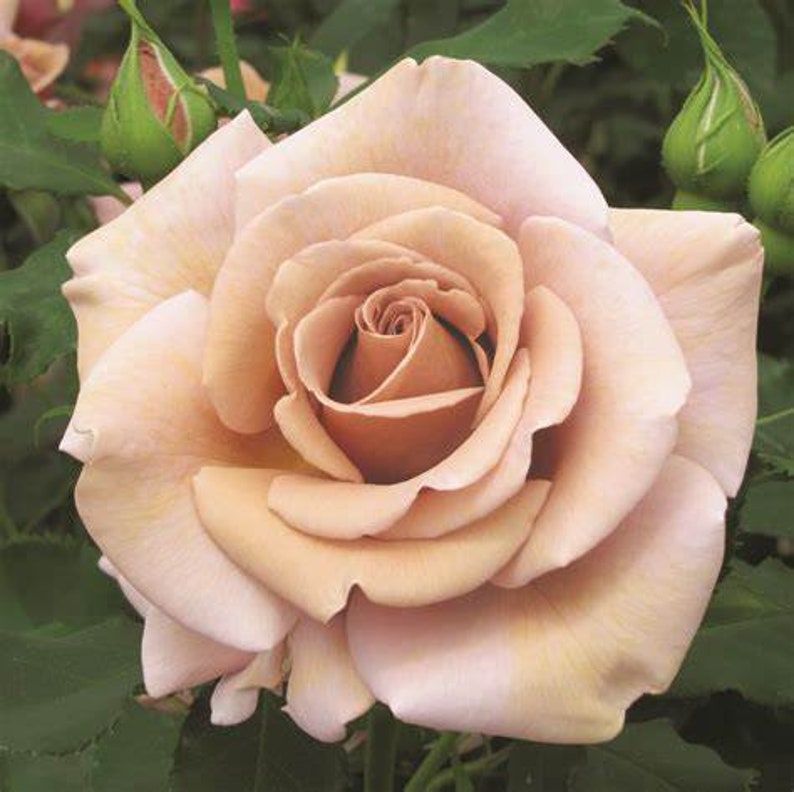 Hot Chocolate Rose Seedlings Flower Seeds Perennial Growing Bonsai Corms Tubers Potted Planting Reblooming Fragrant Garden Roots Rhizomes Species Blooms Plant Bulbs Gardening Tree - Seedsplant