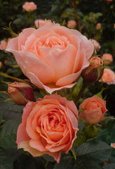 Light Salmon Rose Seedlings Flower Seeds Perennial Growing Bonsai Corms Tubers Potted Planting Reblooming Fragrant Garden Roots Rhizomes Species Blooms Plant Bulbs Gardening Tree