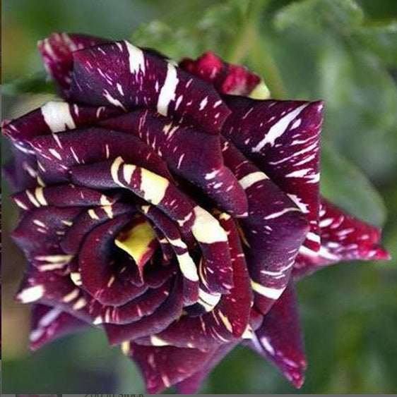 Maroon Yellow Rose Seedlings Flower Seeds Perennial Growing Bonsai Corms Tubers Potted Planting Reblooming Fragrant Garden Roots Rhizomes Species Blooms Plant Bulbs Gardening Tree