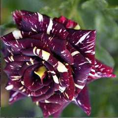 Maroon Yellow Rose Seedlings Flower Seeds Perennial Growing Bonsai Corms Tubers Potted Planting Reblooming Fragrant Garden Roots Rhizomes Species Blooms Plant Bulbs Gardening Tree