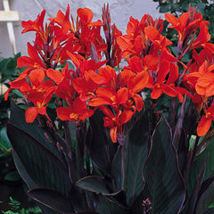 Dwarf Canna Collection Bulbs Perennial Growing Bonsai Roots Rhizomes Corms Tubers Potted Planting Reblooming Fragrant Garden Species Blooms Flower Seeds Plant Gardening